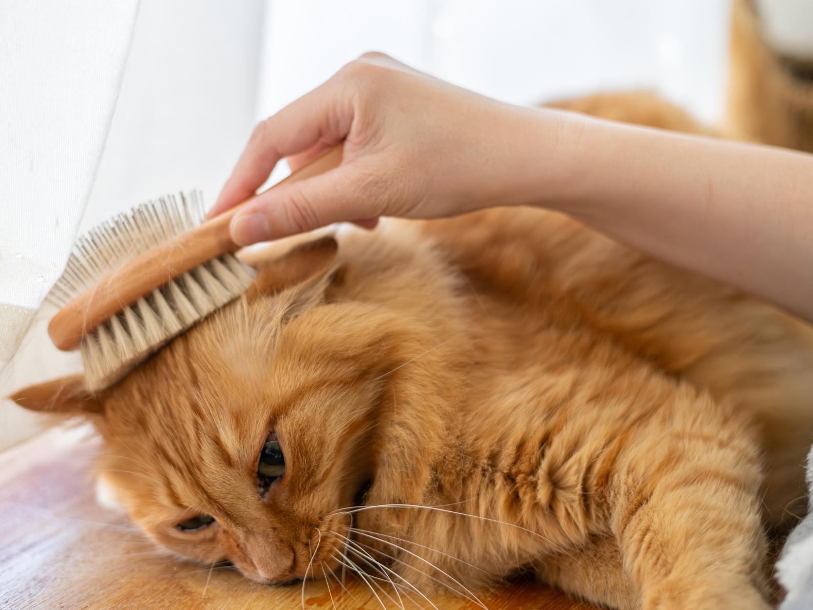 猫の皮膚トラブルを見逃さないためには