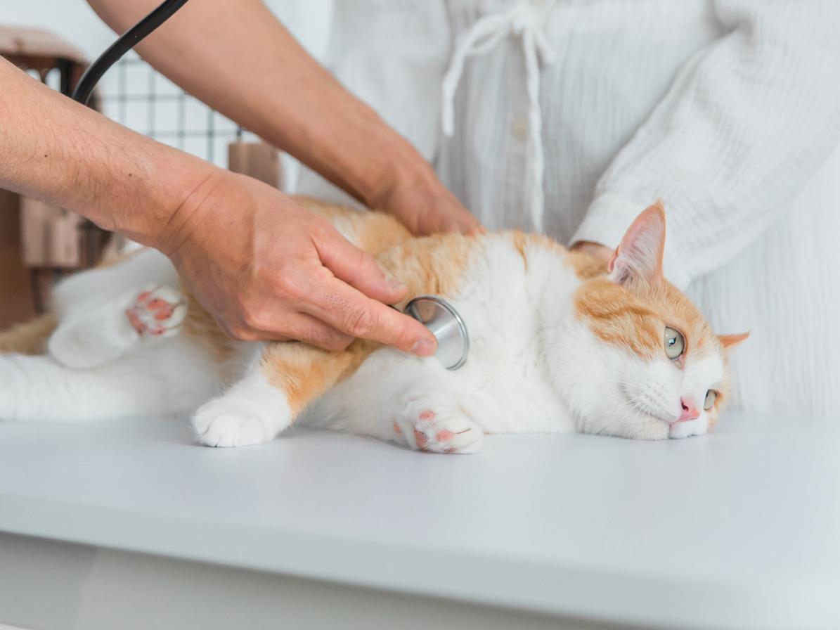 猫の皮膚にできる腫瘍、良性と悪性の違い