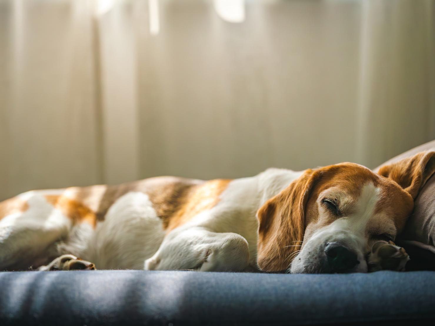 愛犬が夜中に目を覚ます理由とは