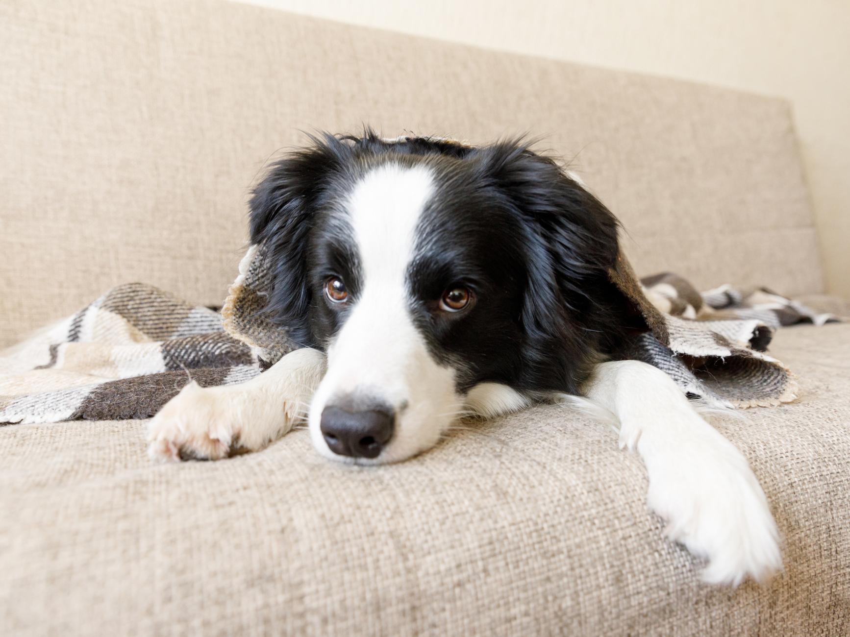 犬の夜中の目覚め、ストレスや加齢が関係？