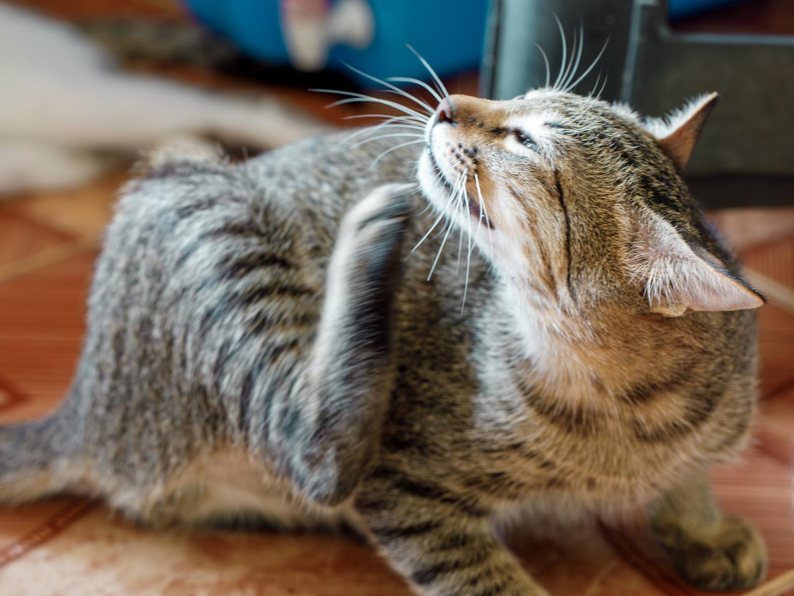 室内飼いでも油断できない、猫のノミ対策