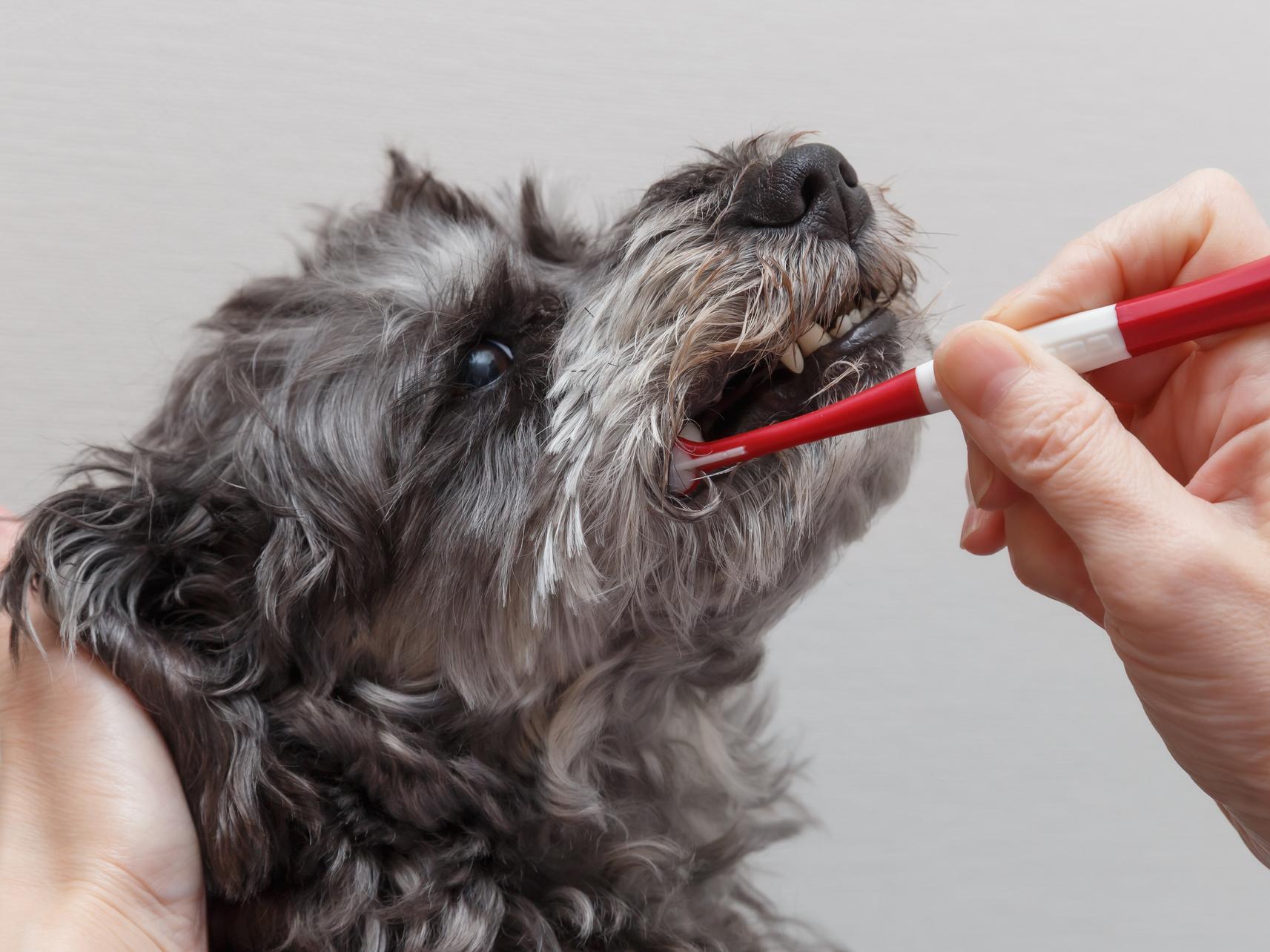 歯磨きが苦手な犬に試したいケアの工夫