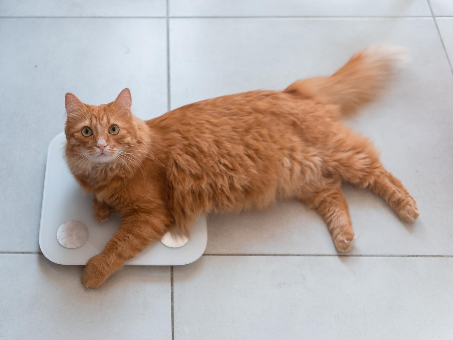 肥満が招く猫の糖尿病に注意