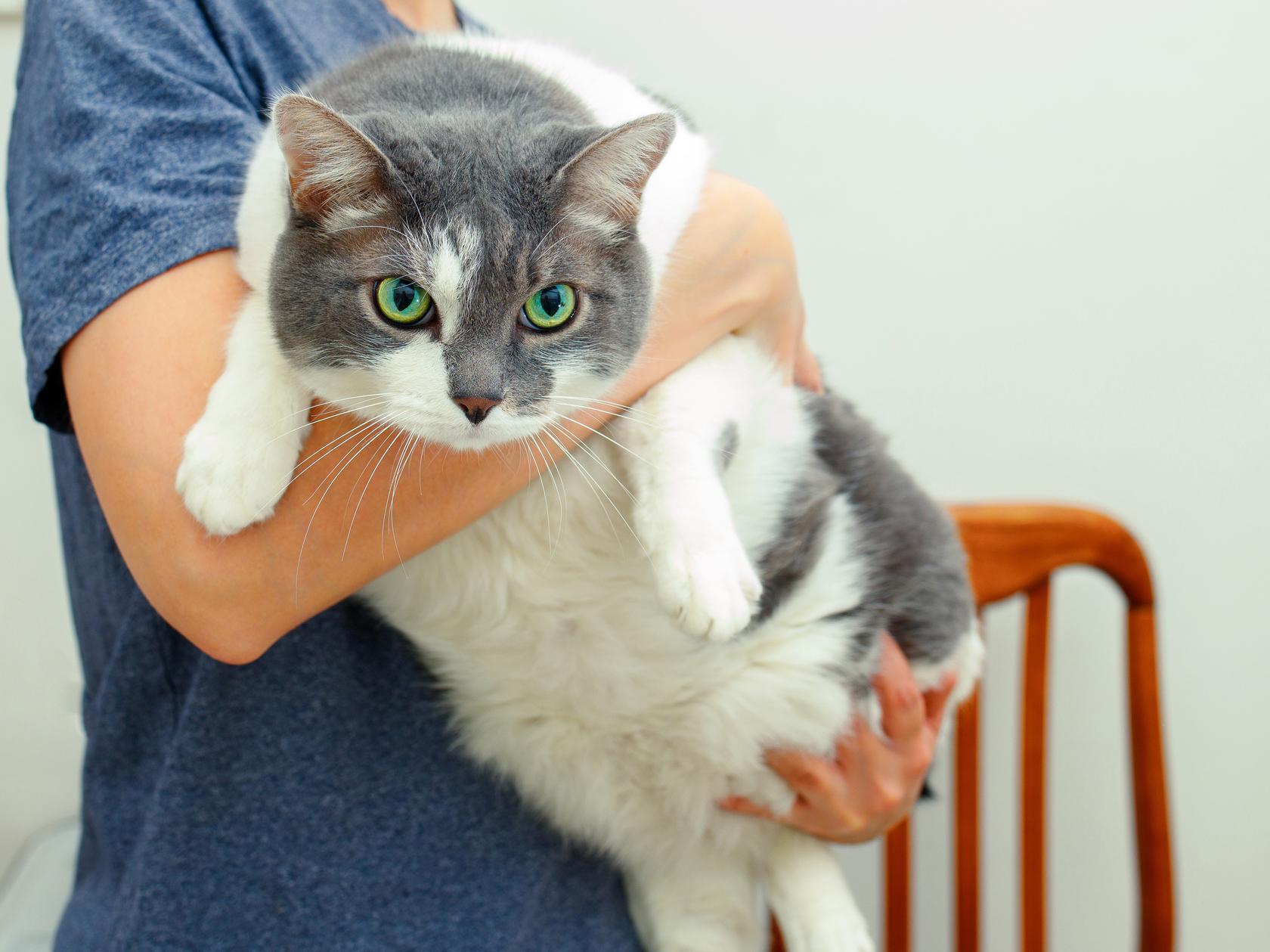 猫の体重管理は“太る前”が大切