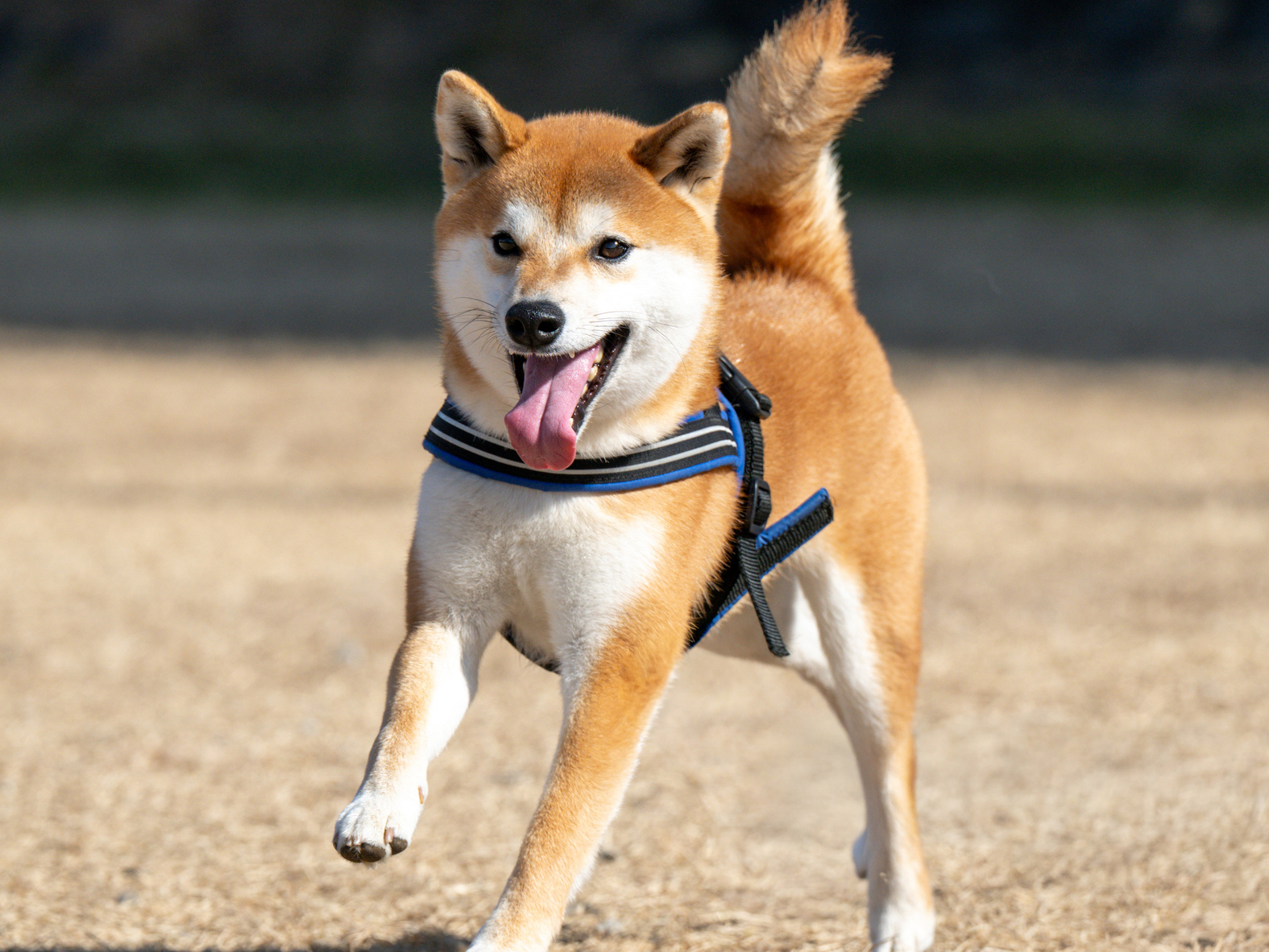 犬の運動不足サインとは？