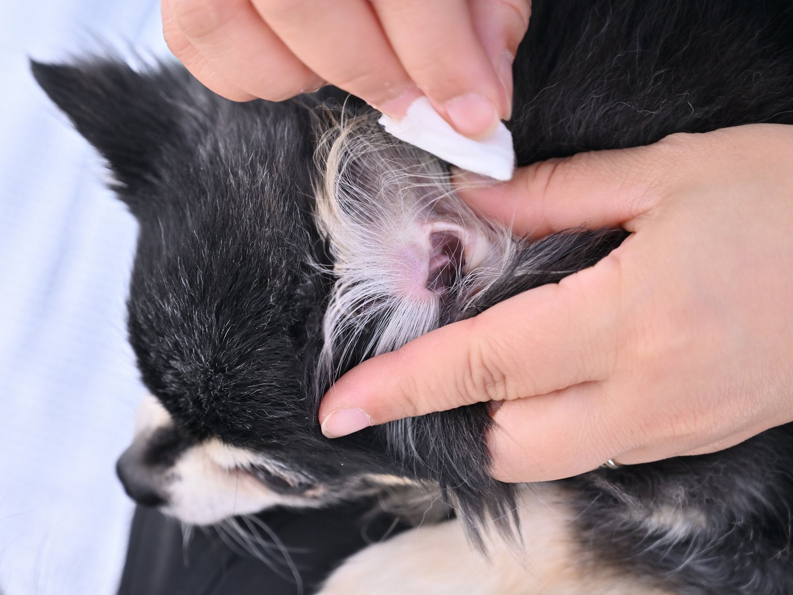 犬の耳そうじは要注意！