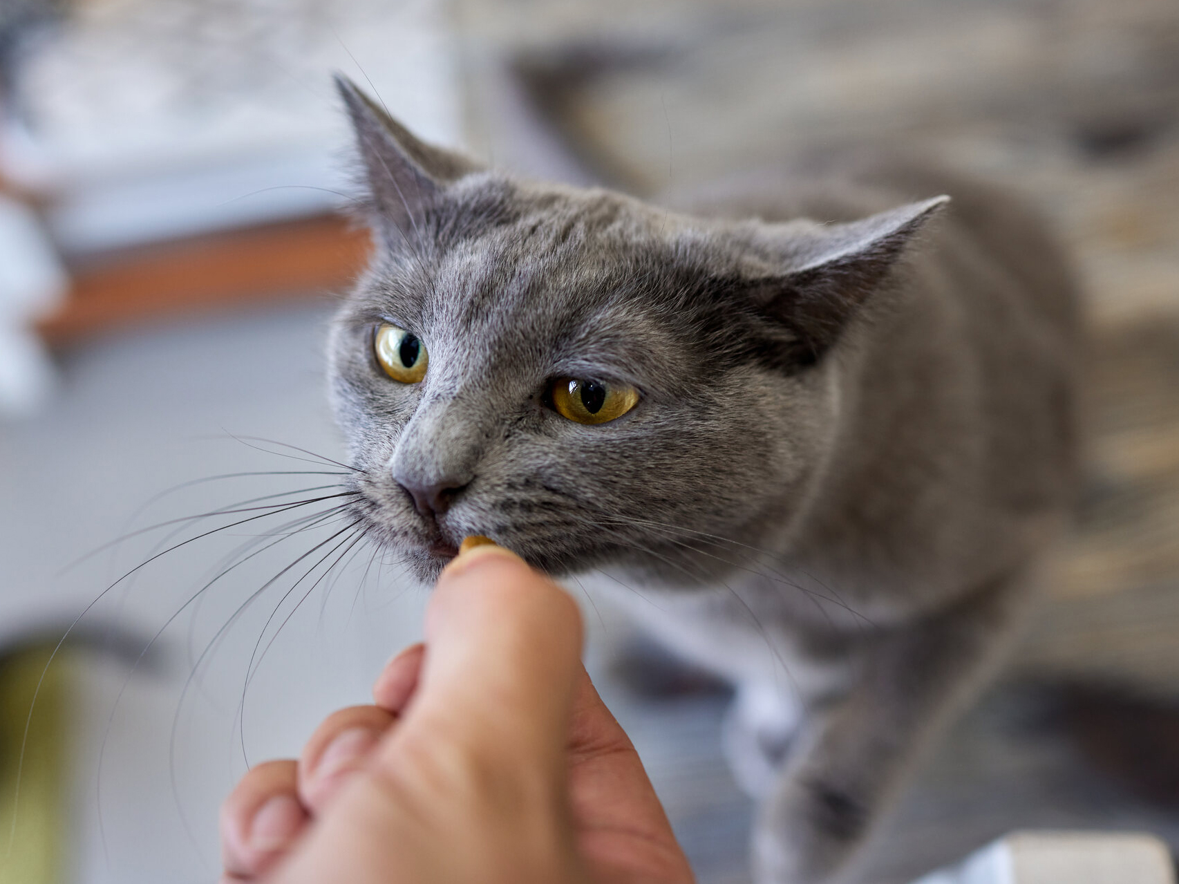 猫がごはんを催促するときの上手な対応法