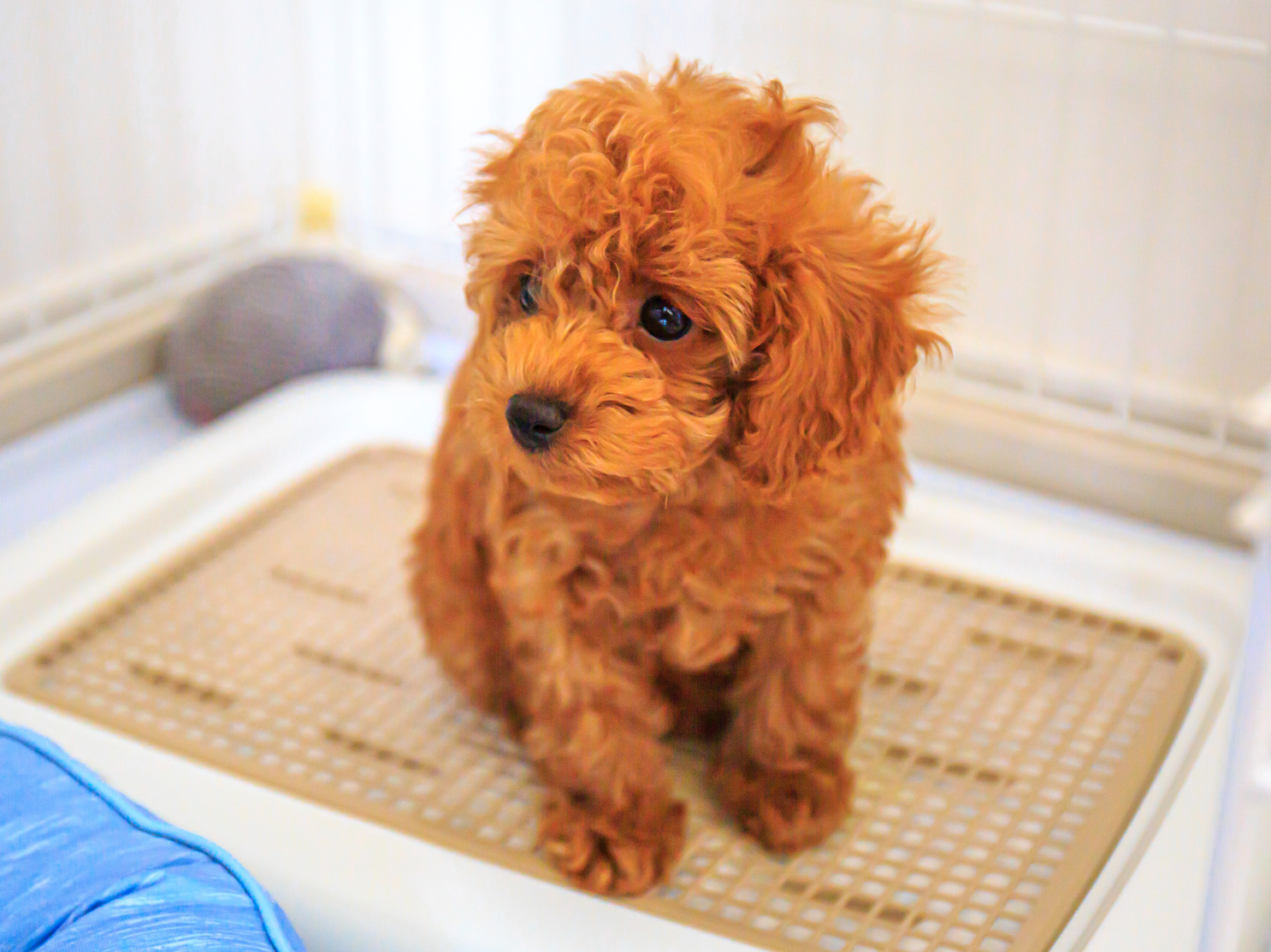 愛犬の便秘、ホームケアでできること