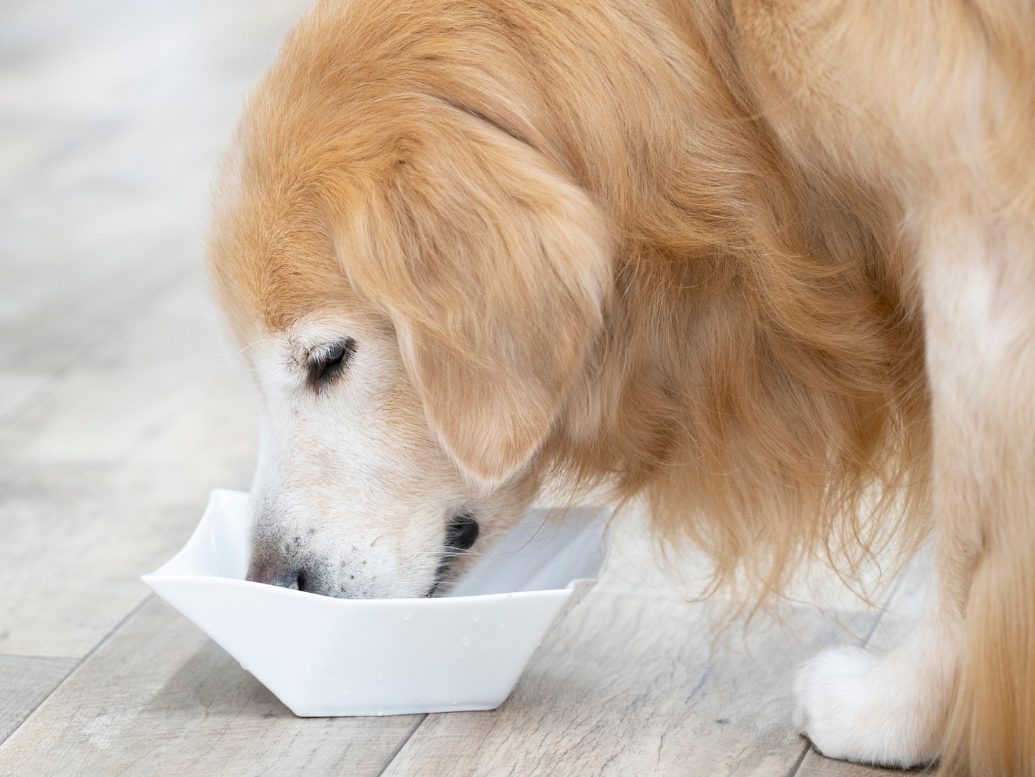 愛犬の飲水量、足りていますか？
