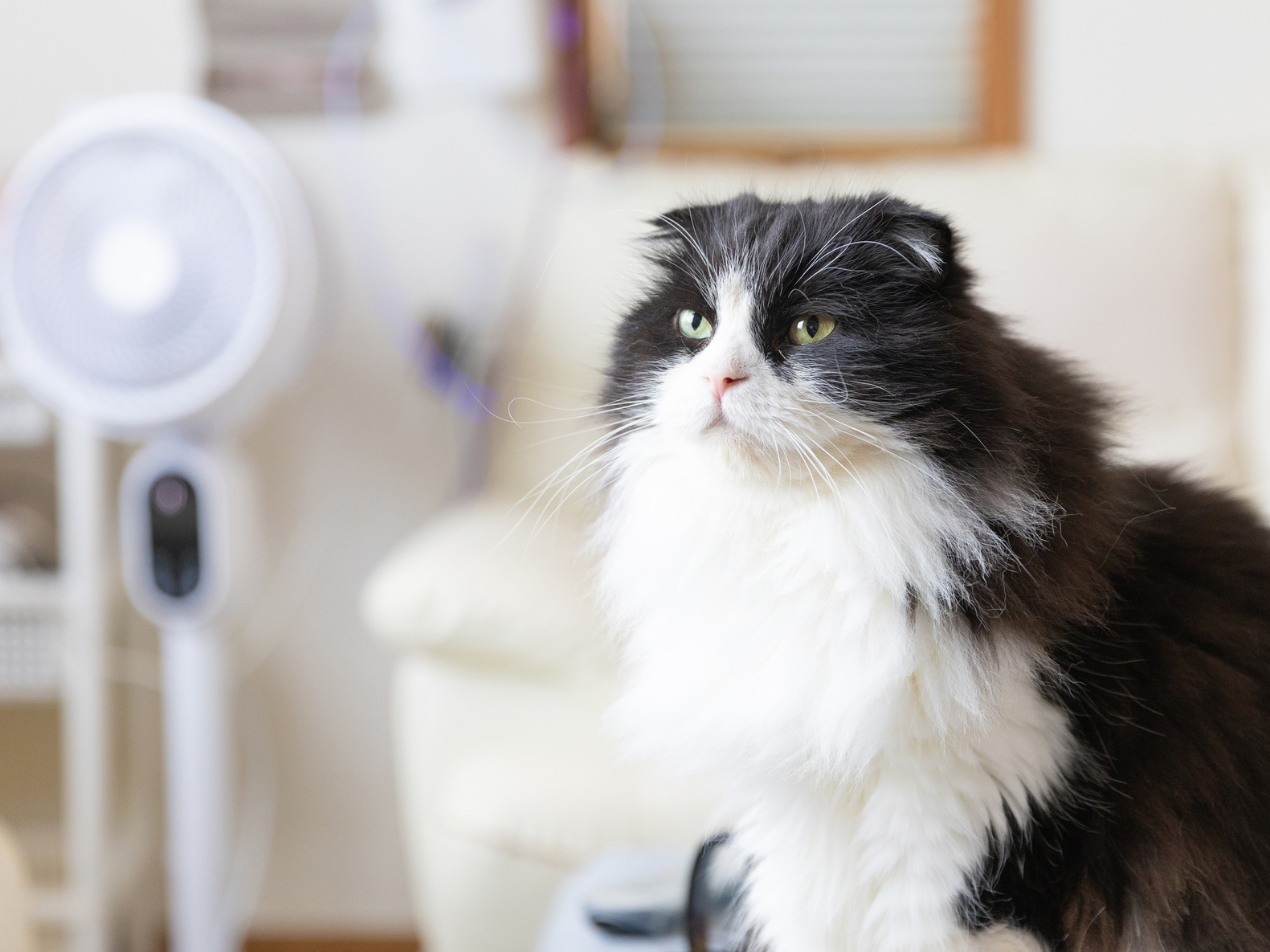 夏も快適に過ごすために 猫に適した室内環境とは