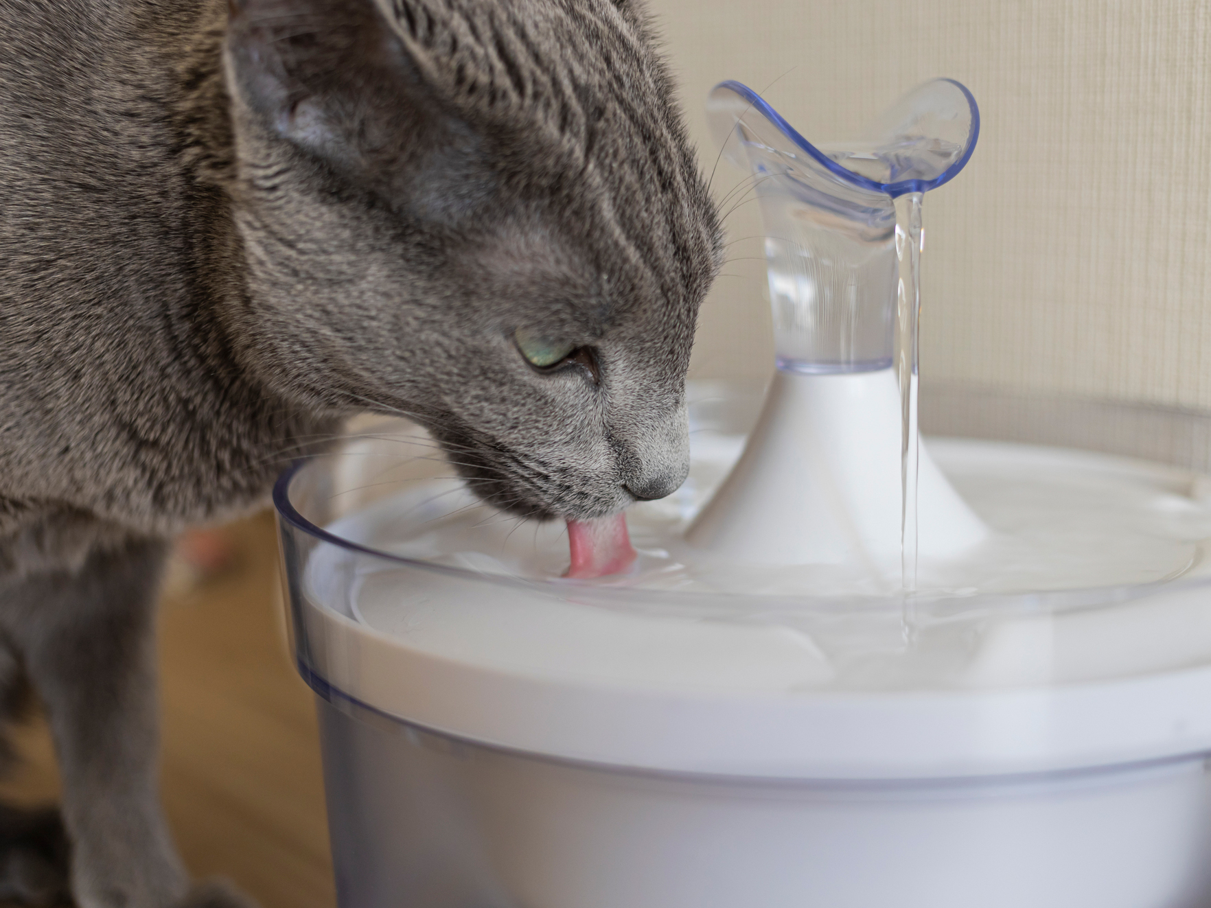 夏こそ気をつけたい猫の水分補給