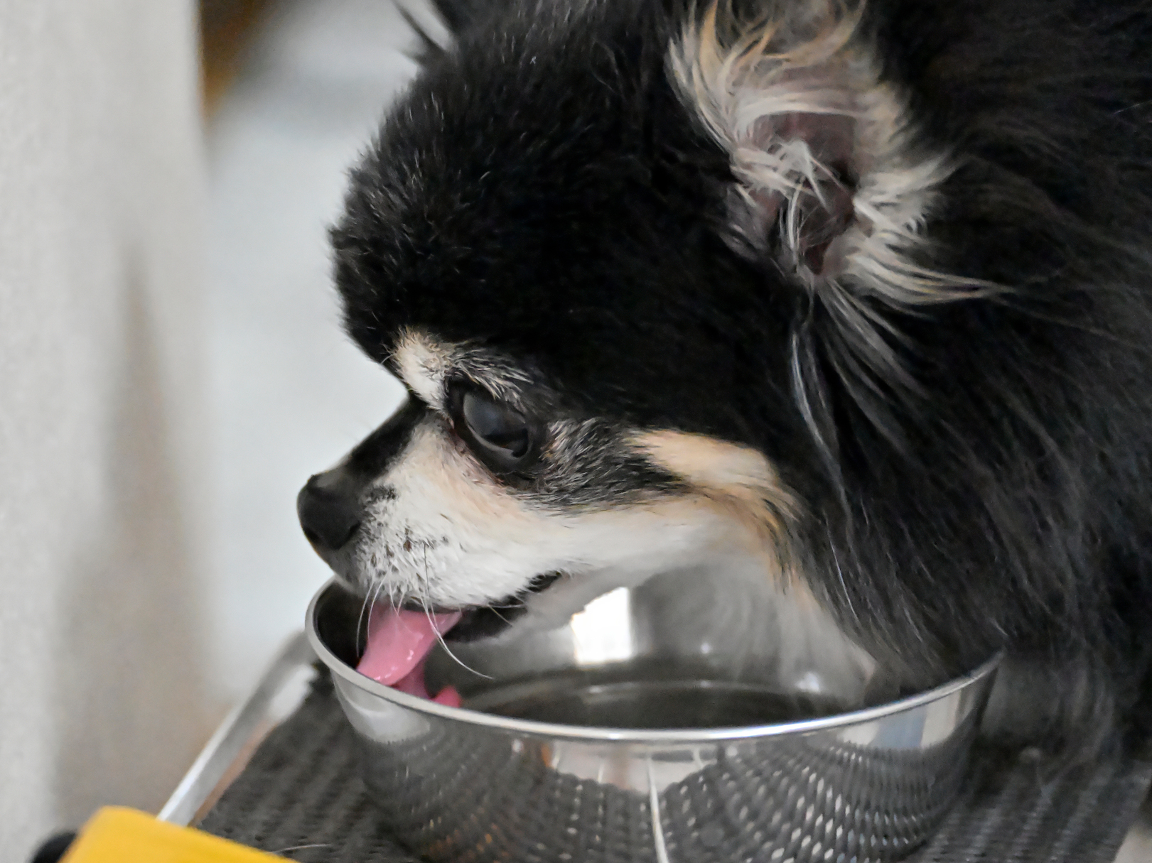 犬も夏は脱水に注意！早めに気づきたい症状と対策