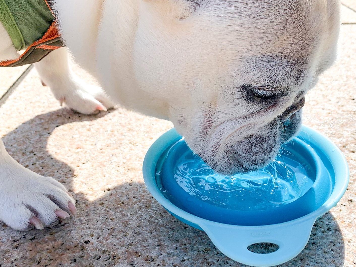 犬の水分不足を防ぐために！上手な水分補給のポイント