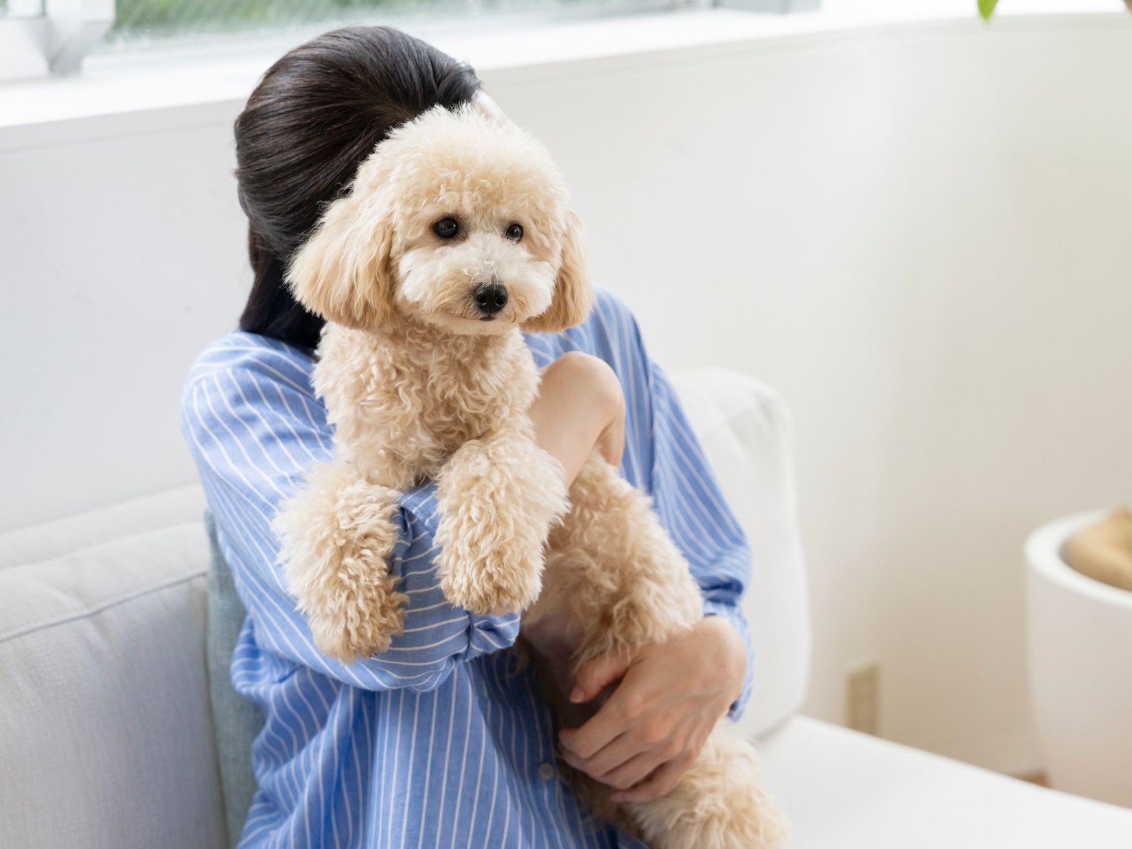 犬がリラックスできる接し方