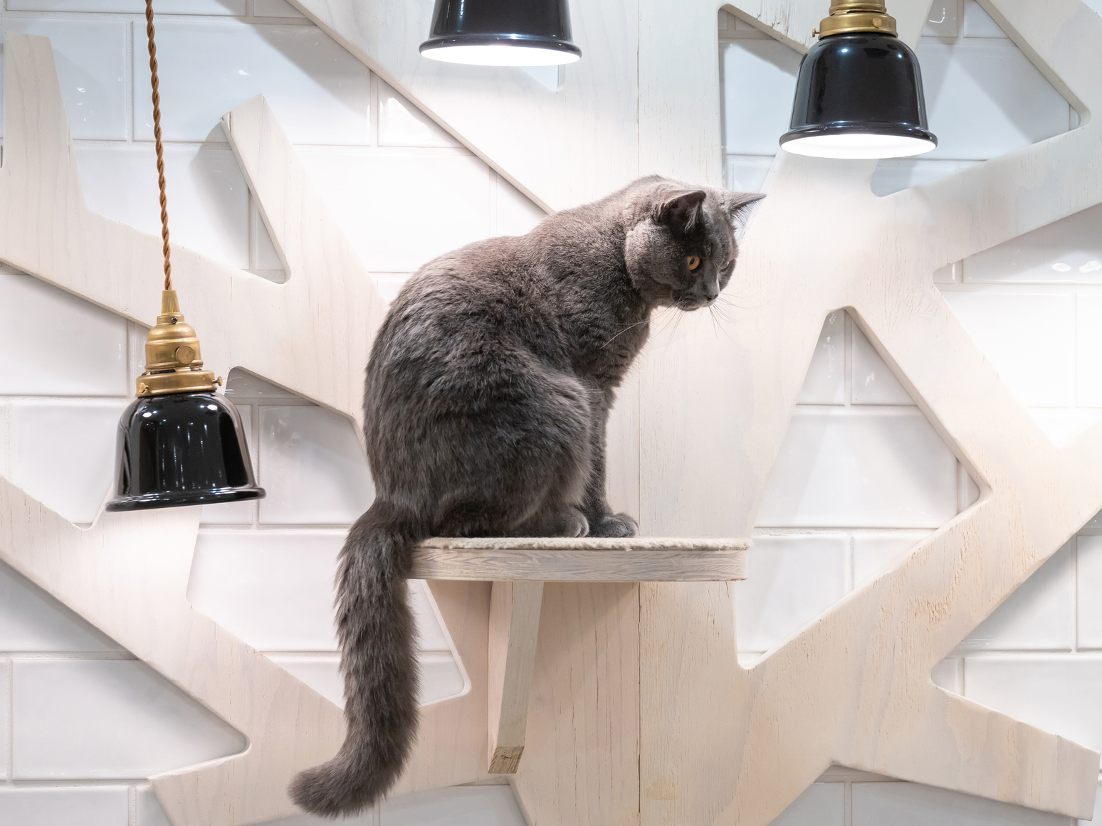 猫はなぜ高い場所が好きなの？