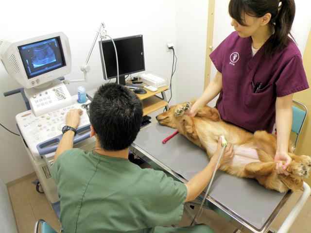 ひがし東京夜間救急動物医療センター（亀戸駅・犬）｜東京ドクターズ