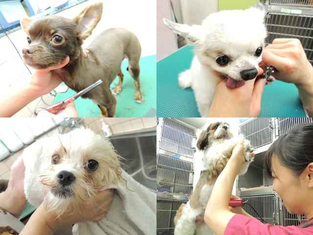 たかのペットクリニック 綾瀬駅 犬 東京ドクターズ