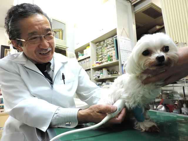 エンドー動物病院 大久保駅 犬 東京ドクターズ