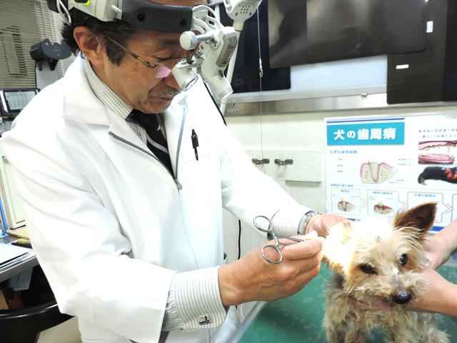 エンドー動物病院 大久保駅 犬 東京ドクターズ