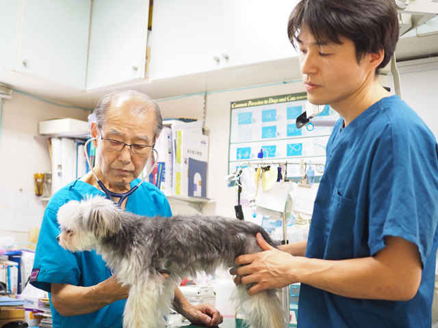 杉並区のハムスターを診察する動物病院 東京ドクターズ