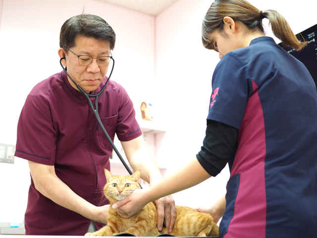 用賀駅周辺の猫を診察する動物病院 東京ドクターズ