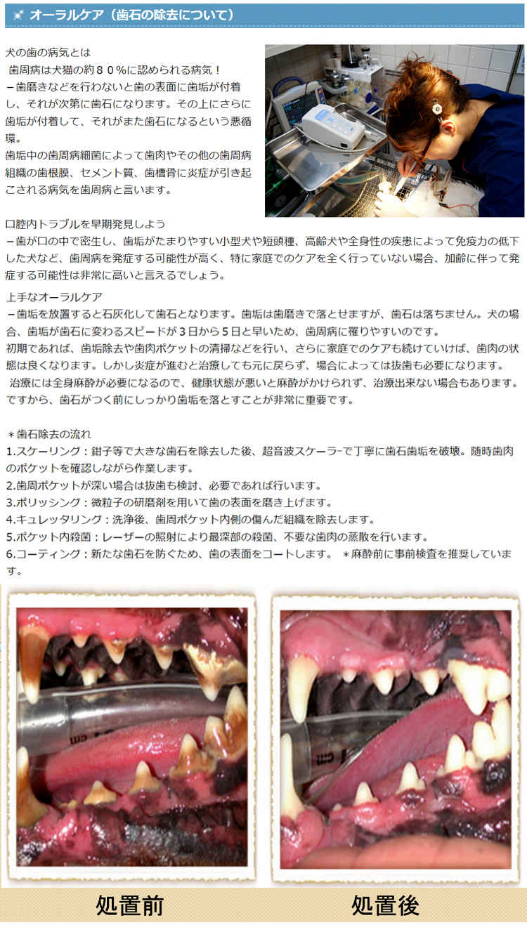 麻布動物病院のお知らせ内容