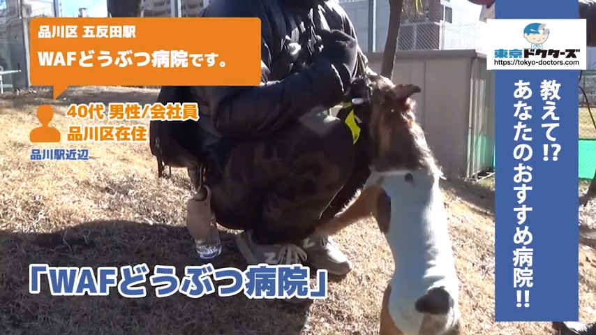 犬飼い主の声／会社員／品川区在住