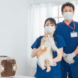 動物病院の開業資金はどのくらい？平均額や調達方法など解説