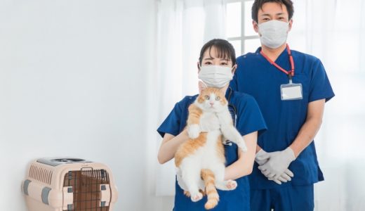 動物病院の開業資金はどのくらい？平均額や調達方法など解説