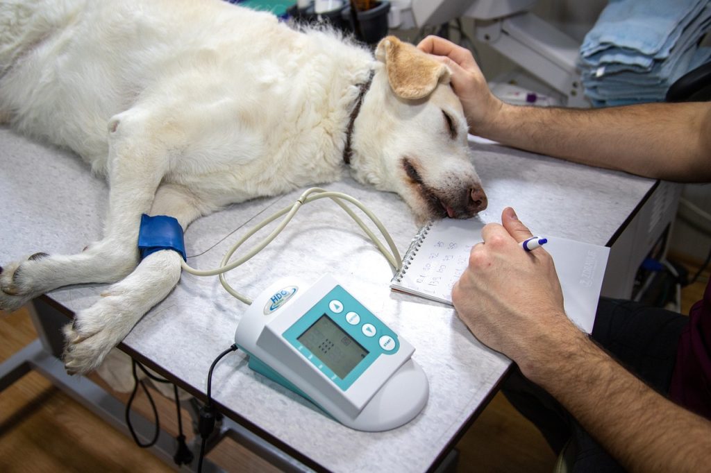 動物看護師に求められる能力・人物像