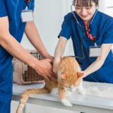 動物病院のSEO対策はどのようにするべき？狙うべきKWや意識するべきポイントを解説