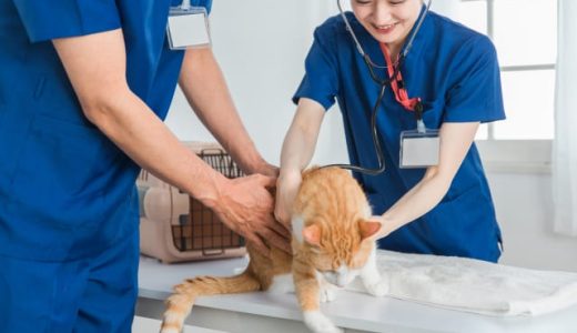 動物病院のSEO対策はどのようにするべき？狙うべきKWや意識するべきポイントを解説