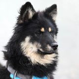 犬のマイクロチップはどこに入っている?場所や情報を確認する方法など解説