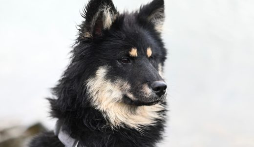 犬のマイクロチップはどこに入っている？場所や情報を確認する方法など解説